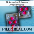 Africa Black Ant Capsule 15